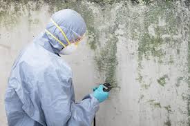 Why You Should Choose Our Mold Remediation Services in Beloit, WI